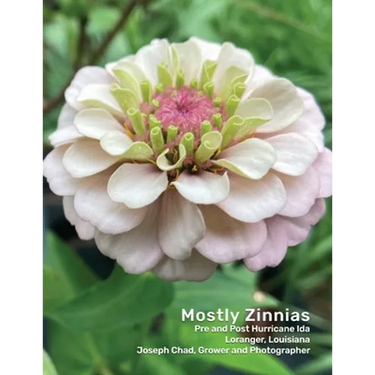 Mostly Zinnias: Flower Photos Pre and Post Hurricane Ida