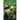 The Jungle Book