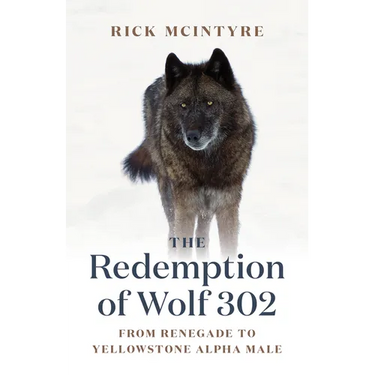 The Redemption of Wolf 302: From Renegade to Yellowstone Alpha Male