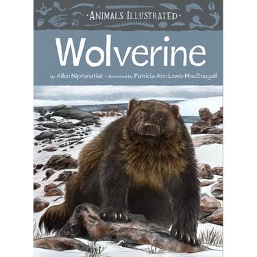 Animals Illustrated: Wolverine