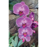 Hot Pink Orchid Journal