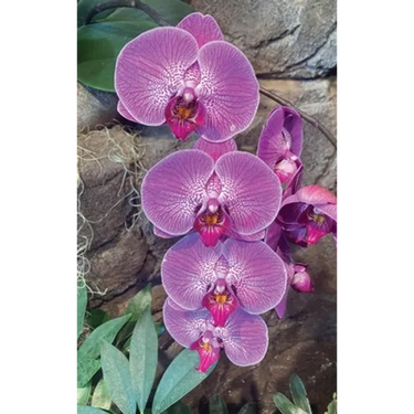 Hot Pink Orchid Journal