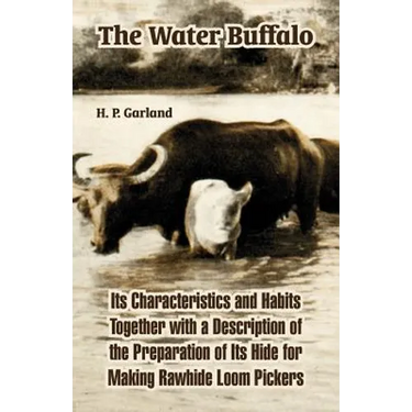 The Water Buffalo: Its Characteristics and Habits Together with a Description of the Preparation of Its Hide for Making Rawhide Loom Pickers
