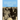 BRIGGS, BRANCH, FOSTER, McGLUMPHY & NICHOLS ANCESTORS