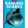 Curious about Basking Sharks