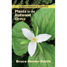 Plants in the Redwood Grove: A Beginner's Guide