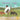 Trouble: An Ethiopian Trading Adventure in Amharic and English