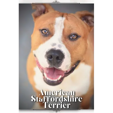 American Staffordshire Terrier: Dog breed overview and guide