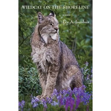 Wildcat on the Shoreline