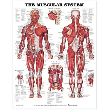 The Muscular System Anatomical Chart