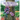 Aurora's Orchid