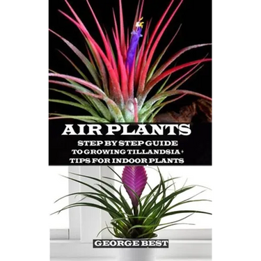 Air Plant: Step by Step Guide to Growing Tillandsia + Tips for Indoor Plants