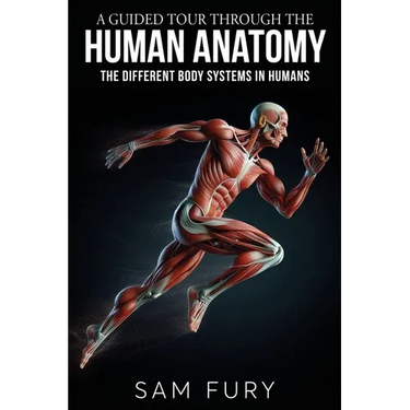 A Guided Tour Through the Human Anatomy: The Different Body Systems In Humans