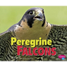 Peregrine Falcons