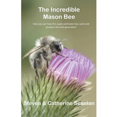 Incredible Mason Bee