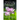 Where the Lotus Still Grows: Recovery in the Mud of Modern Life