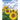 The Seed