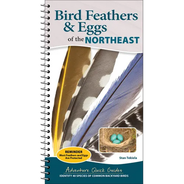 Bird Feathers & Eggs of the Northeast: Identify 40 Species of Common Backyard Birds
