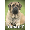 Mastiff: Dog breed overview and guide