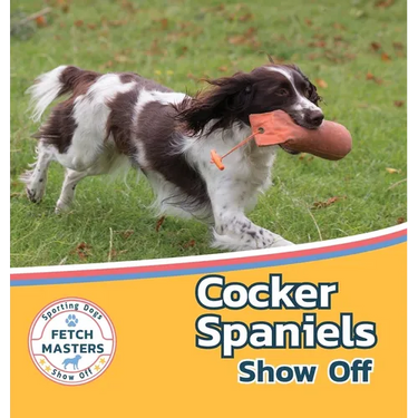 Cocker Spaniels Show Off