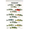 Mac's Field Guides: North American Salmon & Trout