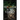 Forsaken in the Forest