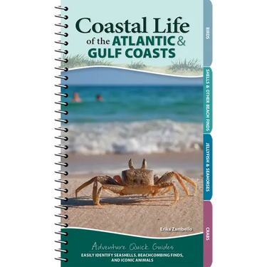 Coastal Life of the Atlantic and Gulf Coasts: Easily Identify Seashells, Beachcombing Finds, and Iconic Animals
