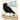 Crick, Crack, Crow!