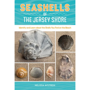 Seashells of the Jersey Shore: Identify and Learn about the Shells You Find on the Beach
