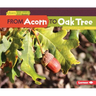 From Acorn to Oak Tree
