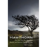 Hawthorn: The Tree That Has Nourished, Healed, and Inspired Through the Ages