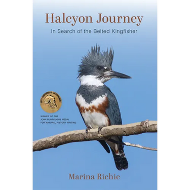 Halcyon Journey: In Search of the Belted Kingfisher