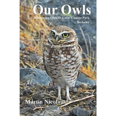 Our Owls: Burrowing Owls in Cesar Chavez Park, Berkeley