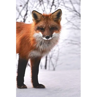Fox: The Red Fox's Resourcefulness Has Earned It a Legendary Reputation for Intelligence and Cunning.