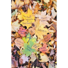 Seven By 7, The Door County Poet Laureates
