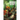 ROAR Volume 8