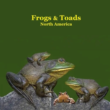 Frogs and Toads of North America Kids Book: Great Children's Book about the types of North American Frogs and Toads