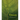 Trees: From Root to Leaf