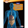 Your Digestive System