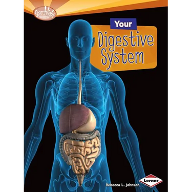 Your Digestive System