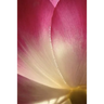 Phyla of Joy