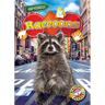 Raccoons