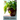 The Gospel of Household Plants
