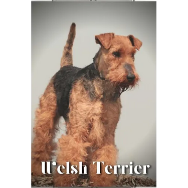 Welsh Terrier: Dog breed overview and guide