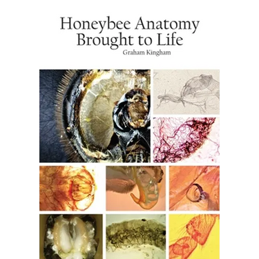 Honeybee Anatomy Brought to Life