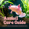 Axolotl Care Guide: Raising an Axolotl for Beginners and Fascinating Facts
