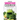 Healthy Smoothie Cookbook - Delicious Fruit Smoothie Recipes: Kale Smoothie and Other Greens
