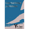 Carcharhinus plumbeus