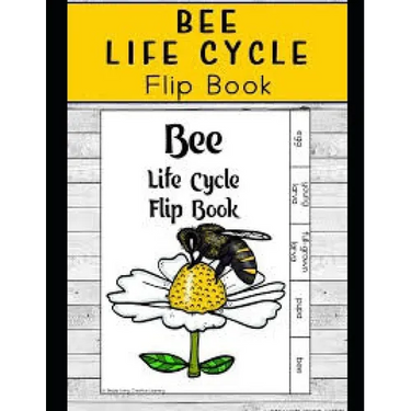Life Cycle of Bees