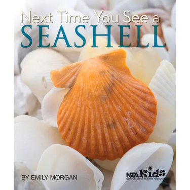 Next Time You See a Seashell